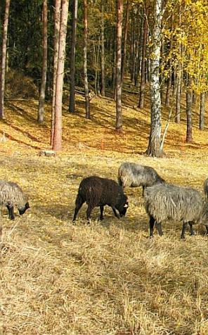 Owce Wrzosówki ruszają do pracy na tereny nadleśnictwa